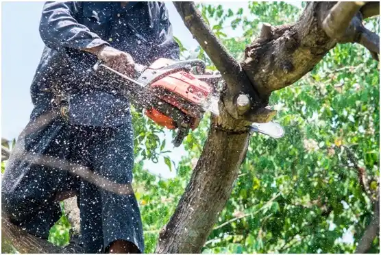 tree services Foot of Ten